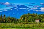 Balis fertile volcanic soil is perfect for rice field farming. Art Print
